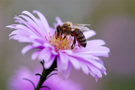 地脈の花 放置 马来西亚蜜蜂